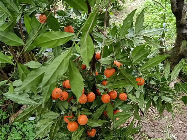 金弹子树桩能用营养土种植吗?
