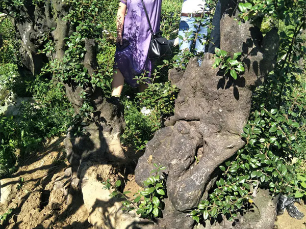 金弹子树桩能用营养土种植吗?