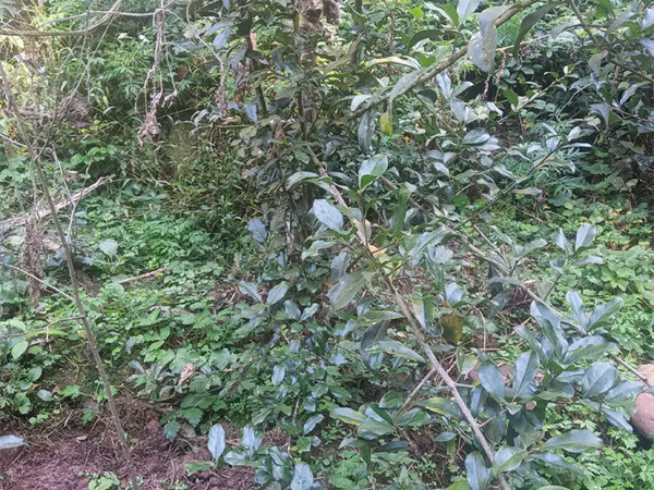 贵州有金弹子树桩吗?