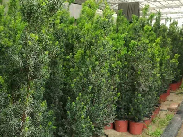 红豆杉树种在家里哪个地方最好?