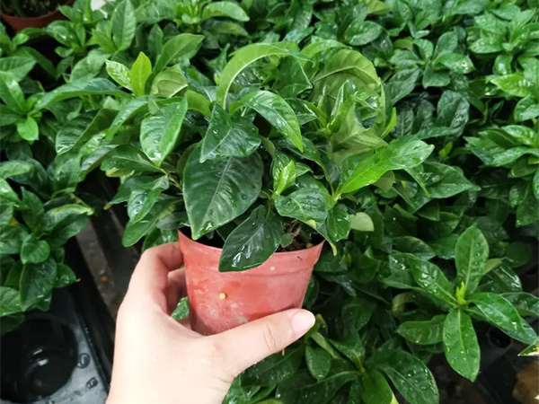 栀子花几月开花?