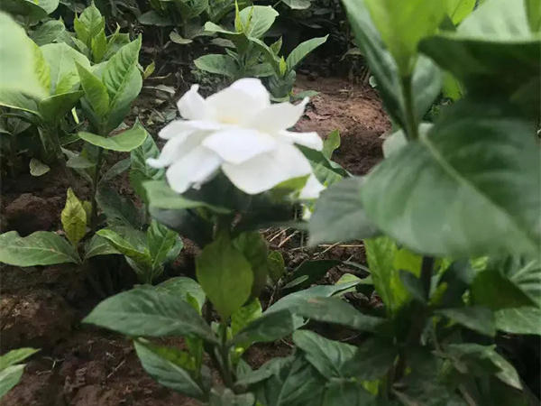 栀子花几月开花?