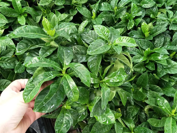 栀子花耐寒吗?