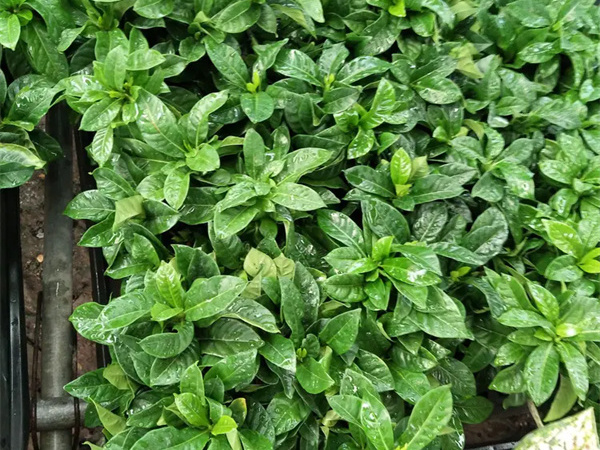栀子花耐寒吗?