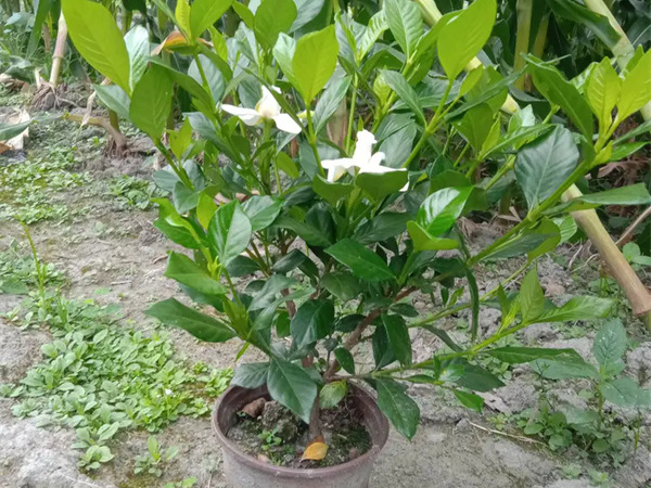 栀子花秋天叶子发黄落叶怎么办?