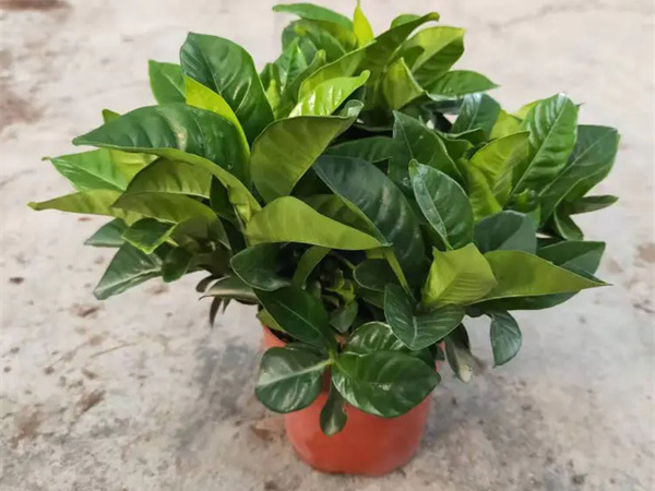栀子花秋天叶子发黄落叶怎么办?
