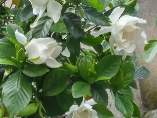 栀子花什么时候开花?