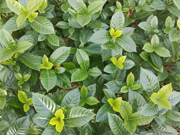 栀子花什么时候开花?