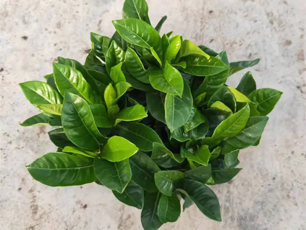 栀子花适合在室内养吗?