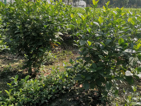 栀子花适合在室内养吗?
