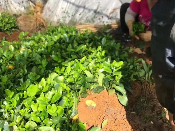栀子花一年开几次花?