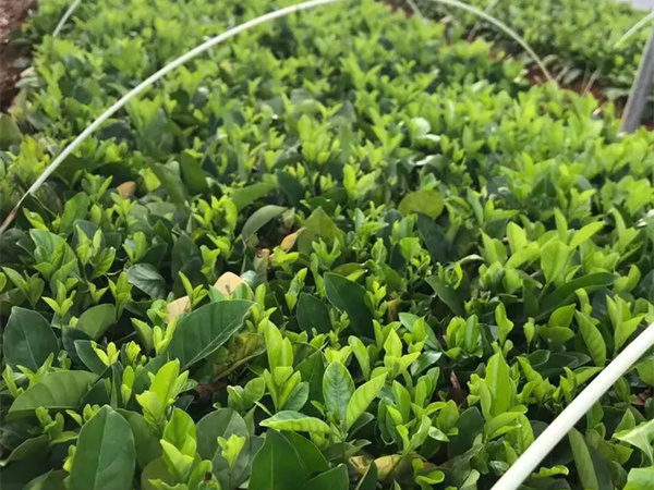 栀子花一年开几次花?