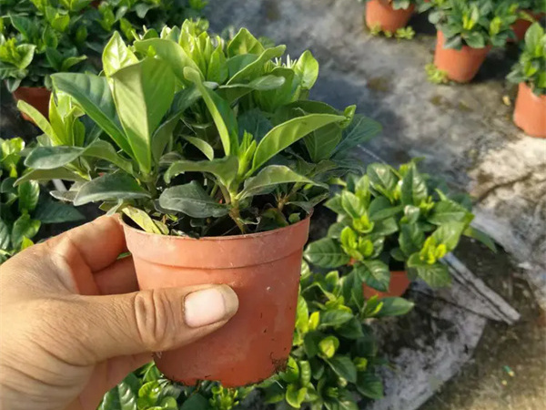 栀子花一年开几次花?