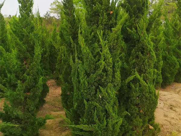 龙柏树苗什么时候栽培?