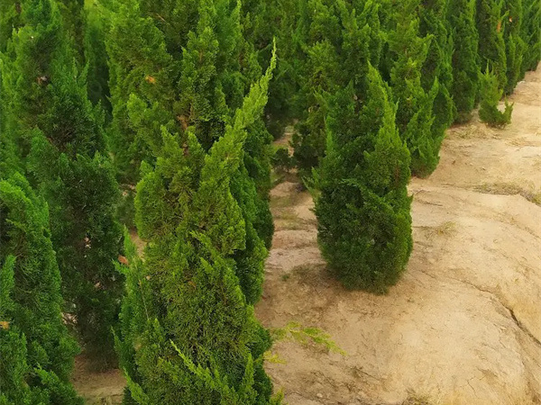 龙柏树苗什么时候栽培?