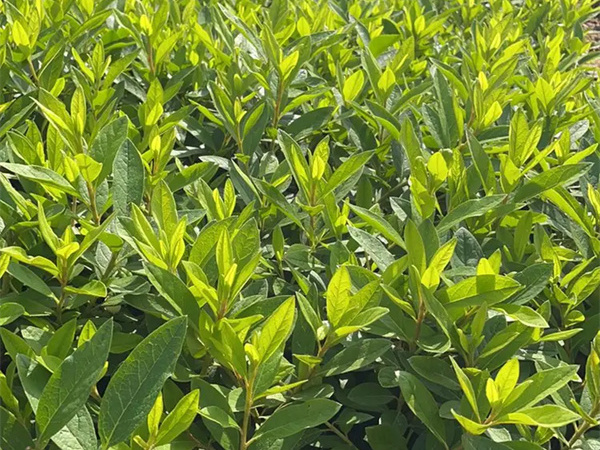 紫鹃是春鹃还是夏鹃?