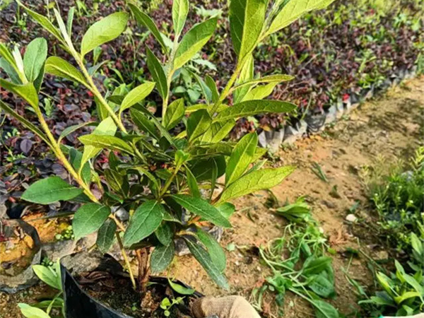 夏鹃的养殖方法和注意事项