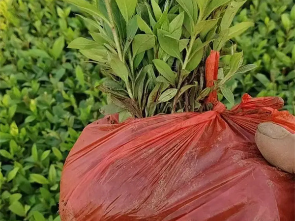 夏鹃是乔木还是灌木?