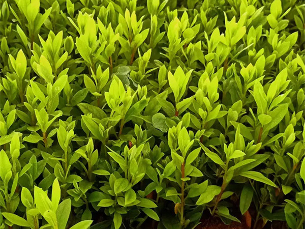 夏鹃是乔木还是灌木常绿还是落叶?