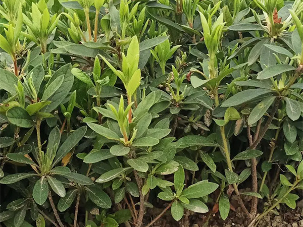 夏鹃是草本还是木本?