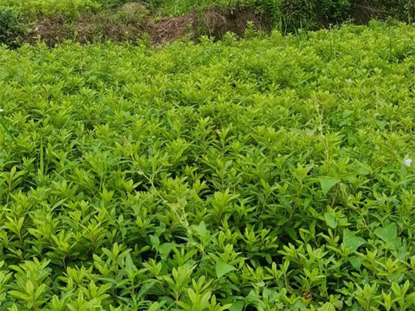 毛杜鹃和夏鹃的区别