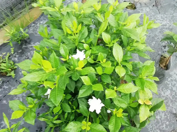 小叶栀子花叶子发黄干枯掉叶子怎么办？