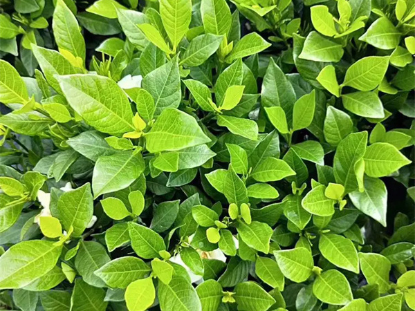 小叶栀子花用什么土养最好？