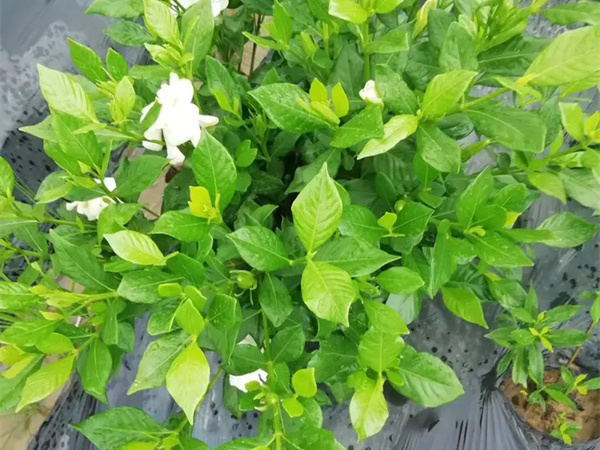 小叶栀子花用什么土养最好？