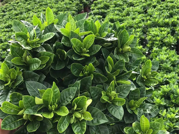 栀子花几天浇一次水是最好的？