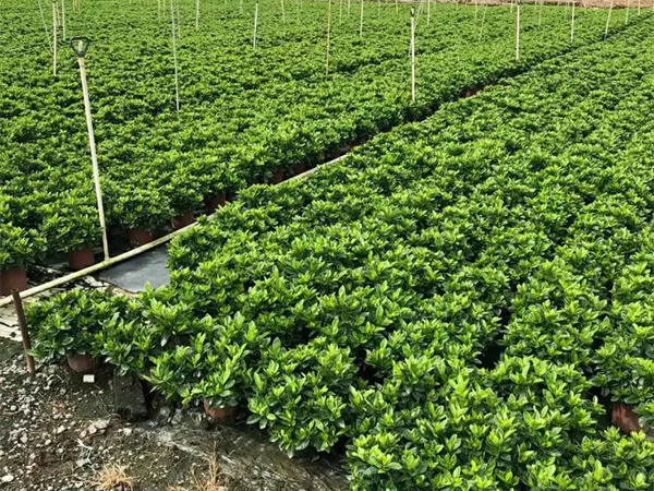 栀子花几天浇一次水是最好的？