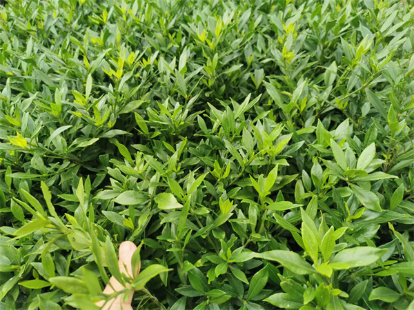 栀子花开花的季节是几月份？