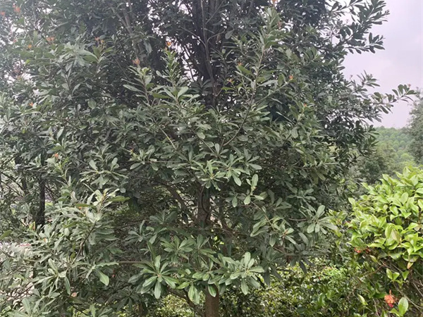 栽杨梅树要讲究什么？