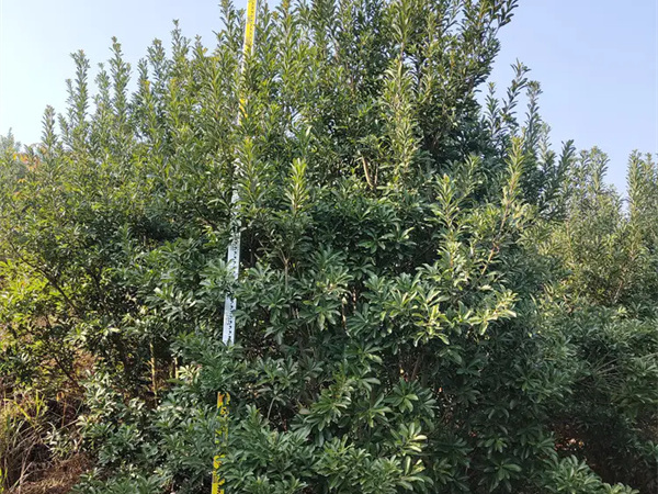栽杨梅树要讲究什么？
