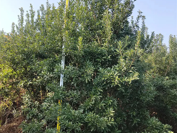 栽杨梅树要讲究什么？