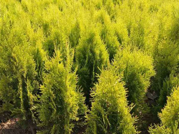 洒金柏什么时候种植最好?
