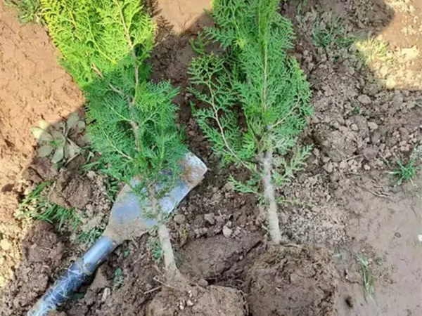 洒金柏什么时候种植最好?