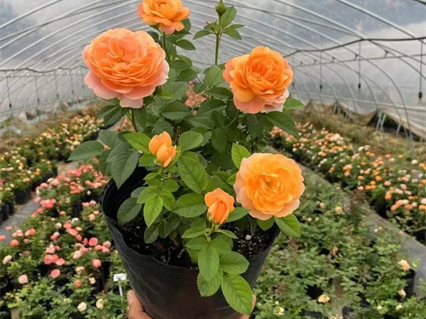 月季花的花语和寓意