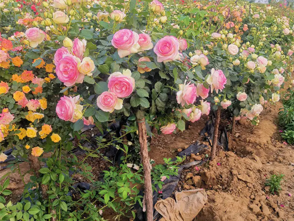 月季花的花语和寓意