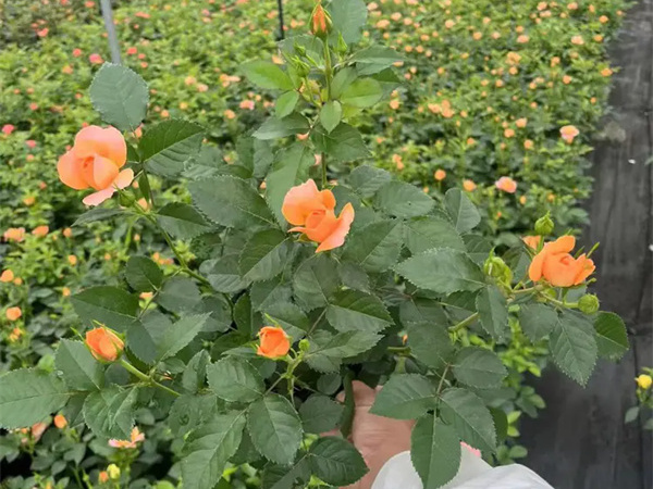 月季花叶子发黄枯萎是怎么回事?