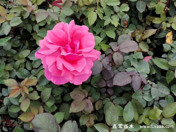 初夏的月季花是什么颜色的?