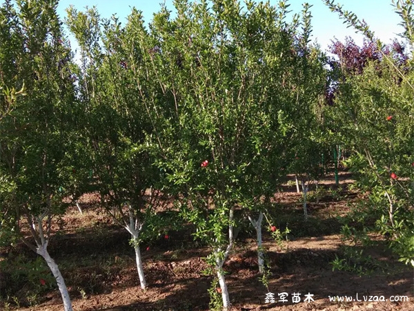 花石榴属于常绿还是落叶?