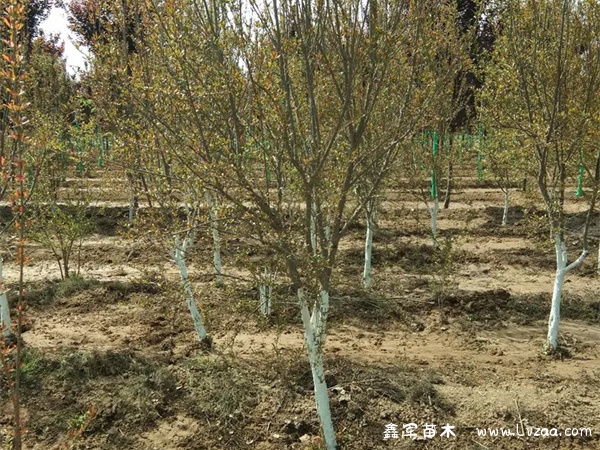 花石榴属于常绿还是落叶?