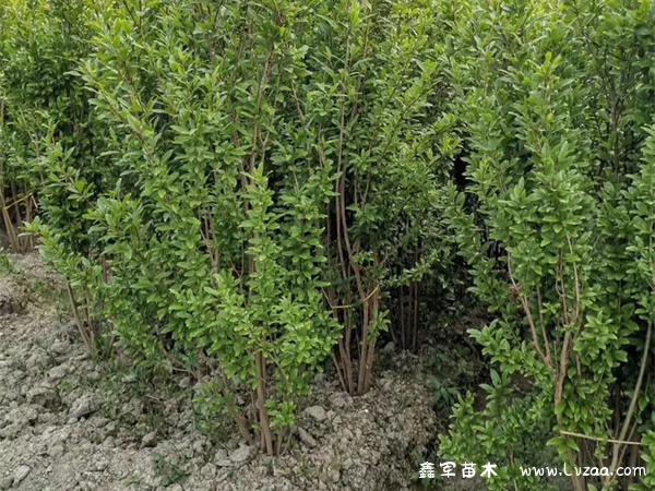 花石榴能吃吗?