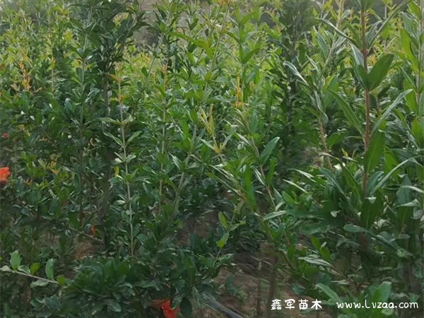 花石榴的养殖方法