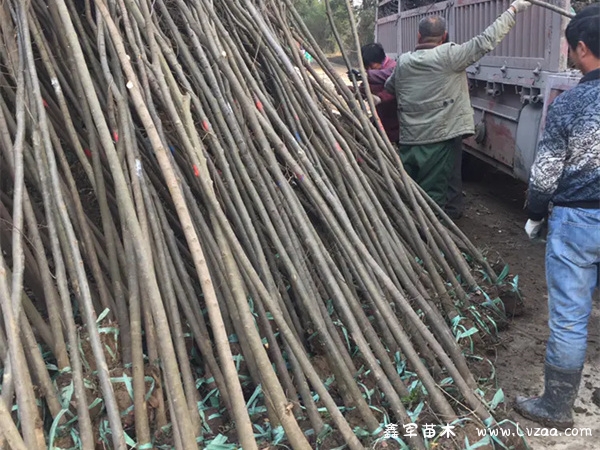 朴树榉树榆树的区别