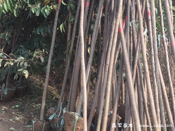 朴树榉树榆树的区别