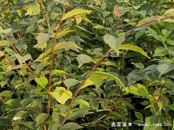 栾树朴树榉树的区别