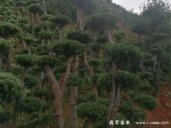 小叶赤楠可以放在卧室吗?