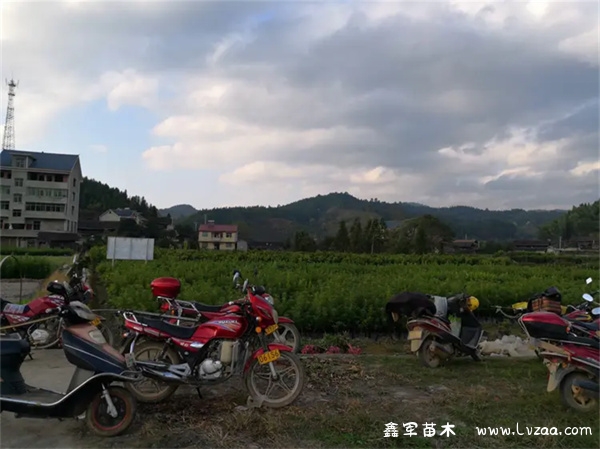 杨梅树冠幅一般多大?