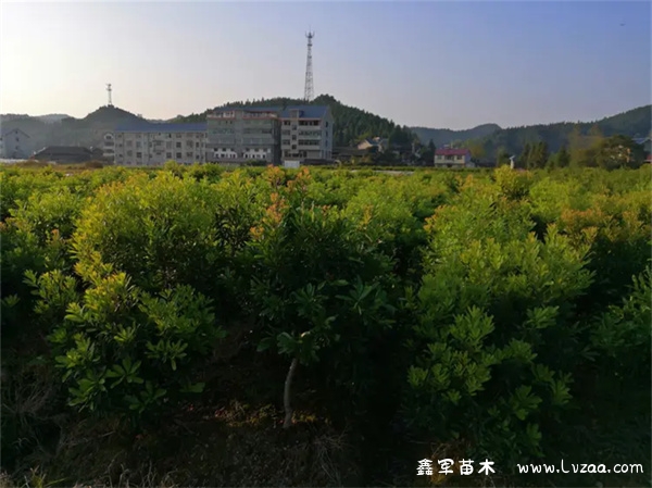 杨梅树几年才能挂果?